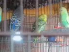 Budgie বারজিগার