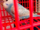 Budgie Baby Bird For Sale