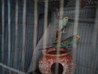 budgie bajigor jora