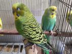 Budgie Bird- বাজিগর পাখি