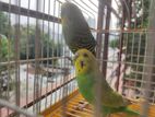 Budgie Bird (বাজিগর পাখি) বিক্রি হবে