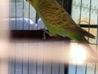 Budgie Bird