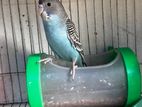 Budgie Bird