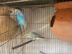 Budgie Bird For Sale