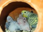 Budgie Bird For Sale with Chicks