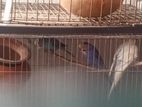 Budgie Bird For Sell
