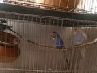 Budgie Bird For Sell