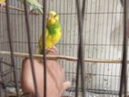 Budgie Bird with Cage
