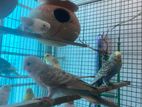 Budgie birds