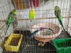 Budgie birds