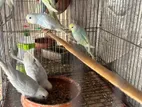Budgie Birds