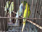 Budgie Birds Semi Adult