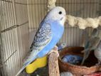 Budgie/ Budgerigar home breed sell.