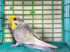 Budgie bird for sell