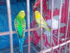 Budgie sell
