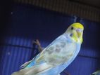 Budgie