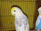 budgie