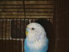 Male budgie bird