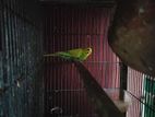 Budgie