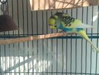 budgie brid