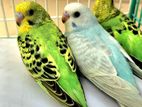 Budgies for sale