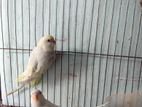 Budgie for sale