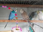 budgiegar