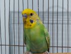 budgie for sale