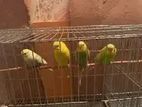 Budgie for sale