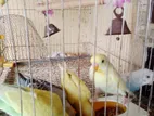 Budgie For Sell