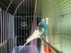 Budgie For Sell