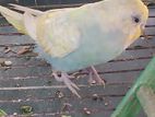 Budgie For Sell