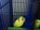 budgie for sell