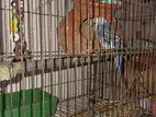 Budgerigar