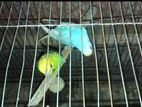 Budgie Master Pair