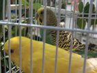 Budgie new adult one pair