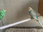 Budgie New Adult Pair