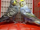 Budgie Pair with 1 baby
