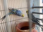 Budgie Pair with 1 baby