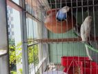 budgie pair with baby and full set up