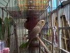 Budgie parrot for sell