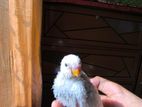 Budgie parrots