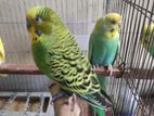 Budgie Rainbow Pied & Aus Classic Pair