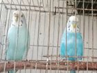 Budgie Sale Breeding Pair