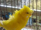 BUDGIE YELLOW DF MALE