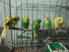 Budgiegar bird