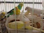 Budgies/বাজিগর পাখি