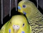 Budgies বারজিগার