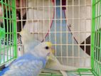 Budgies Baby Pair