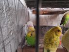 Budgies Bird 4 pieces